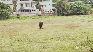funny animals sound wildlife #buffalosound #animalsound by Vishvasichalum illenkilum 2 views 1 month ago 15 seconds