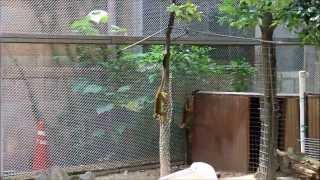 Common Squirrel Monkey / コモンリスザル