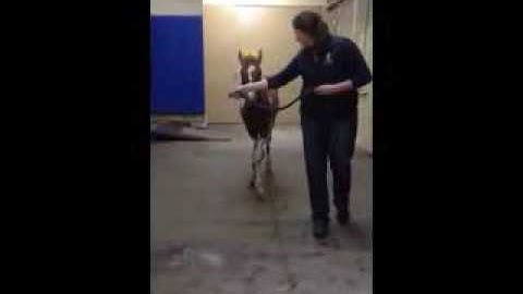 Tucky. Angular Limb Deformity. Pre-Surgery.