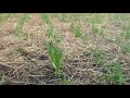Выращивание озимого чеснока под соломой 26 марта 2017 год
