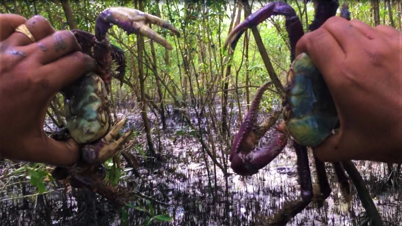 MUD CRAB HUNTING, CAMPING AND FISHING  (Catch and Cook) - Suriname