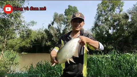 câu cá tra, câu cá thiên nhiên, điểm câu cá rất nhiều @songvadamme