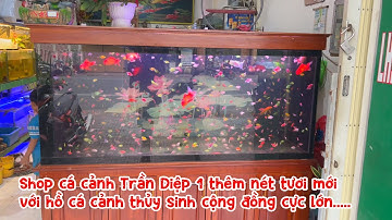 Shop cá cảnh Trần Diệp 1, thêm nét tươi mới với hồ cá cảnh thủy sinh cộng đồng cực lớn 