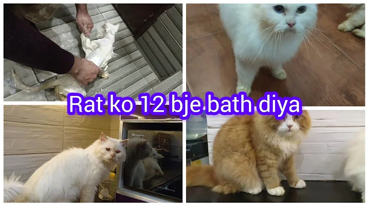 Video 4082951: persiancat cat kitten, food persiancat, bath