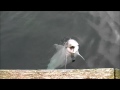 Cute Little Dolphin Singing