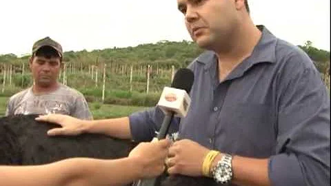 Como criar um avestruz em casa?