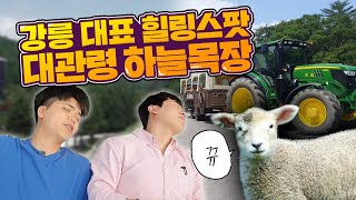 막 찍어도 인생샷 ! 한국의 스위스 대관령 하늘목장 이세상 뷰가 아니다 ~
