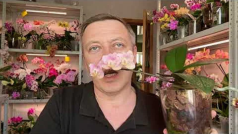 орзор орхидей ароматных ЦВЕТУЩИЕ как пахнут 1 я часть