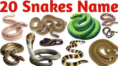 Snake Name for kids |learn 20 types of snake in English | Preschool and Toddlers Learning Video