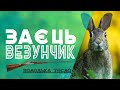 Охота на зайця 2017.заєць-везунчик.Hunting hare 2017