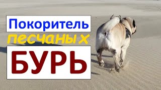 Песчаная БУРЯ !!! Мопс Кокос.