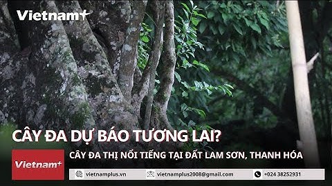 Điềm báo từ cây đa thị 400 năm tuổi trong thành cổ Lam Kinh