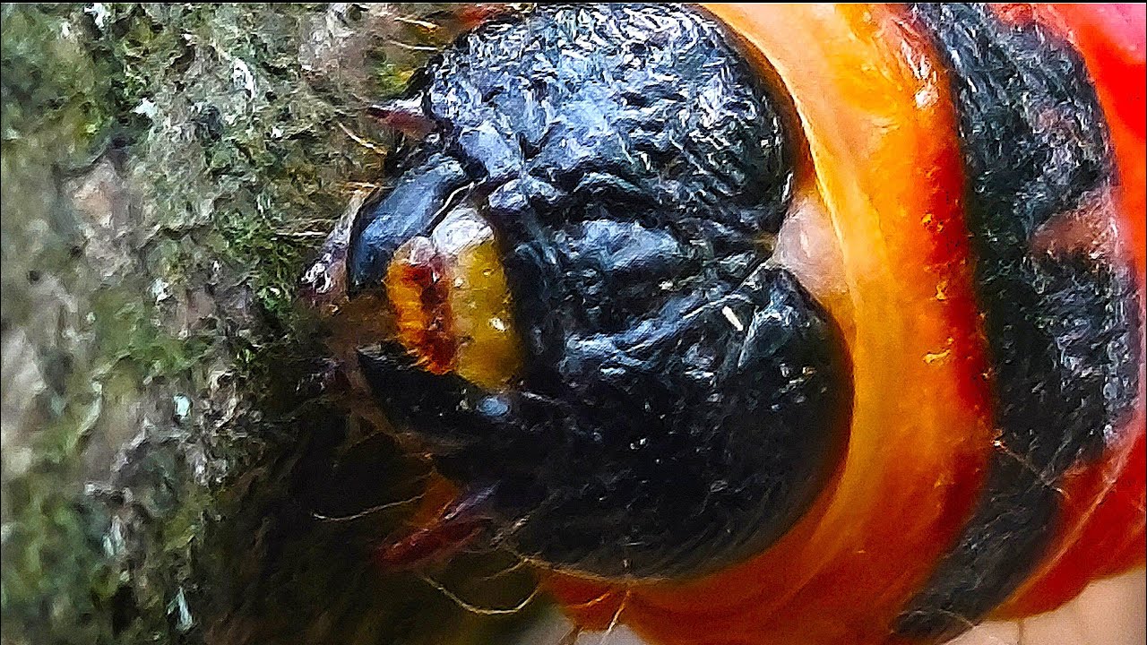 Cossus Cossus – The Giant Wood Caterpillar: Macro Details [Subtitles in 13 Languages]