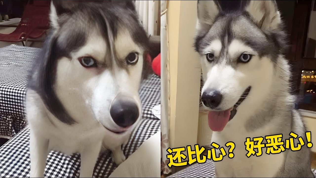 当我对二哈比心，它竟然吐了？简直是个小人精！#狗狗#二哈