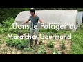 Dans le potager du maracher gourmand   la dcouverte des lgumes oublis