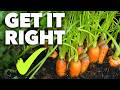 Carrot growing masterclass perfect carrots every time