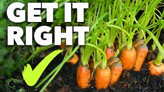 Carrot Growing Masterclass: Perfect Carrots Every Time by GrowVeg 284,843 views 1 month ago 16 minutes