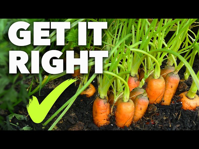 Carrot Growing Masterclass: Perfect Carrots Every Time class=