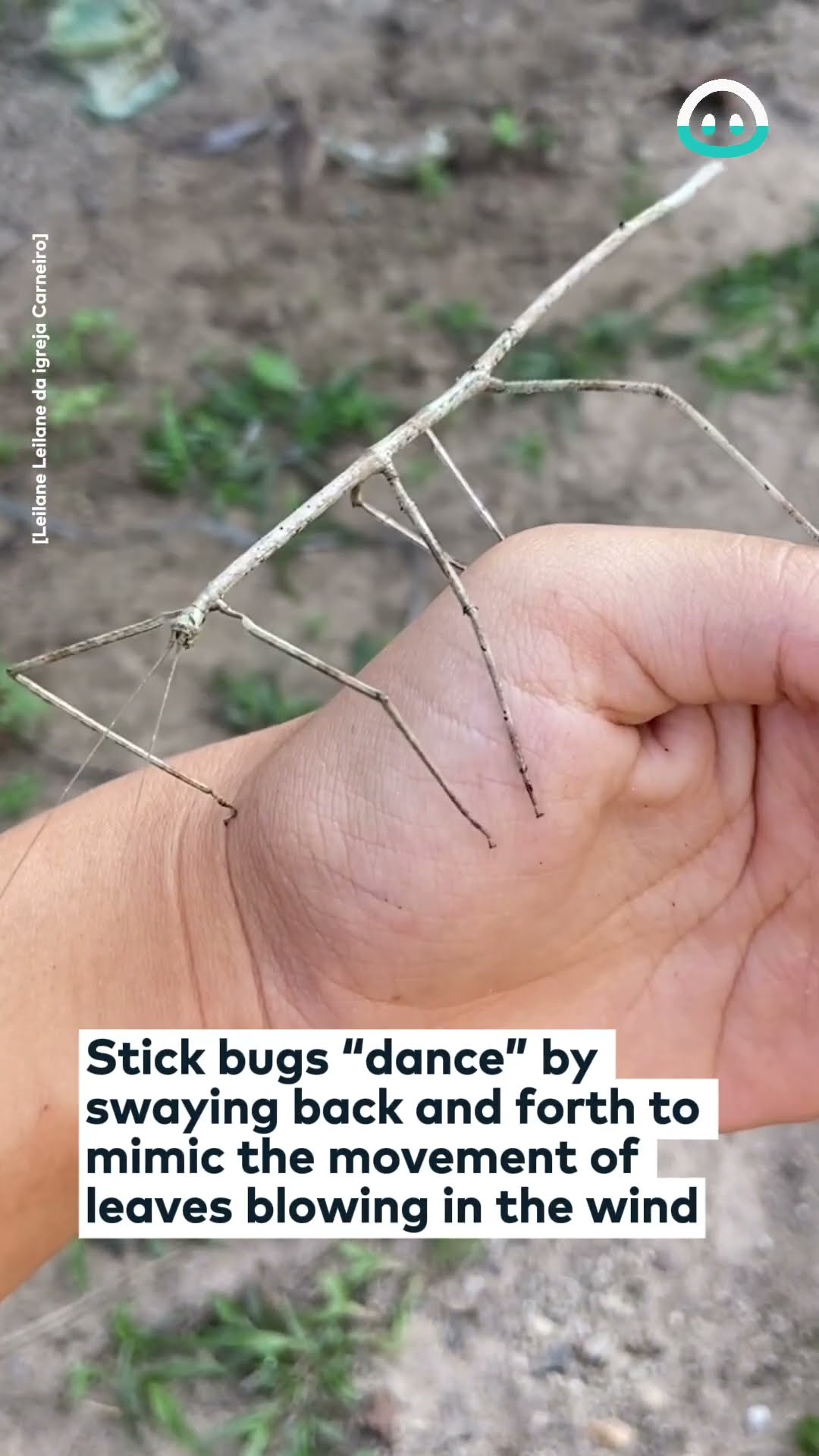 Dancing Stick Insect || ViralHog