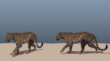 3D Animation - Leopard walk cycle (Quadruped walk cycle)