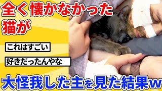 【2ch動物スレ】全く懐かなかった猫、大怪我して倒れた飼い主を見て衝撃の行動にｗｗｗｗｗ