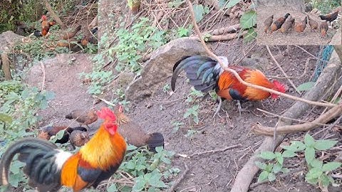 Gà rừng mã vàng gọi gà giải nhất cực xong.qaib qus qua zoo tiag tiag 