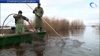 На Ильмене началась весенняя путина - лов рыбы традиционными сетями-ловушками