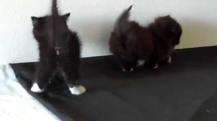 Watch the video about Napoleon and Munchkin Kittens playing