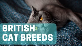 11 Best British Cat Breeds by Animal Globe 41 views 2 weeks ago 5 minutes, 8 seconds