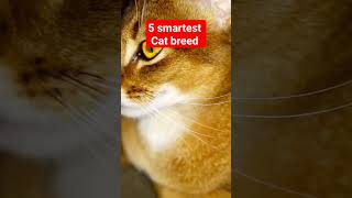 5 smartest Cat breed #short #catshorts