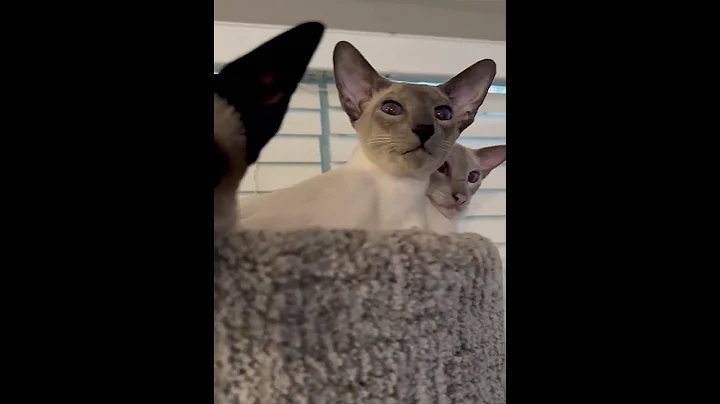 Watch the video about Siamese Family Close Up