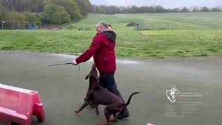 Dog Training in Kent, UK