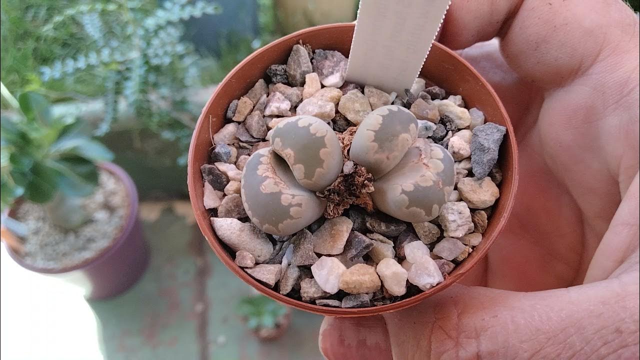 Субстрат для кактусов.Пересадка адениумов ,малыши литопсы,конофитумы ...