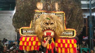 Hebat banget! Solah Pembarong muda mainkan 7 dadak merak jumbo reog kurowo 1922 desa bedrug pulung