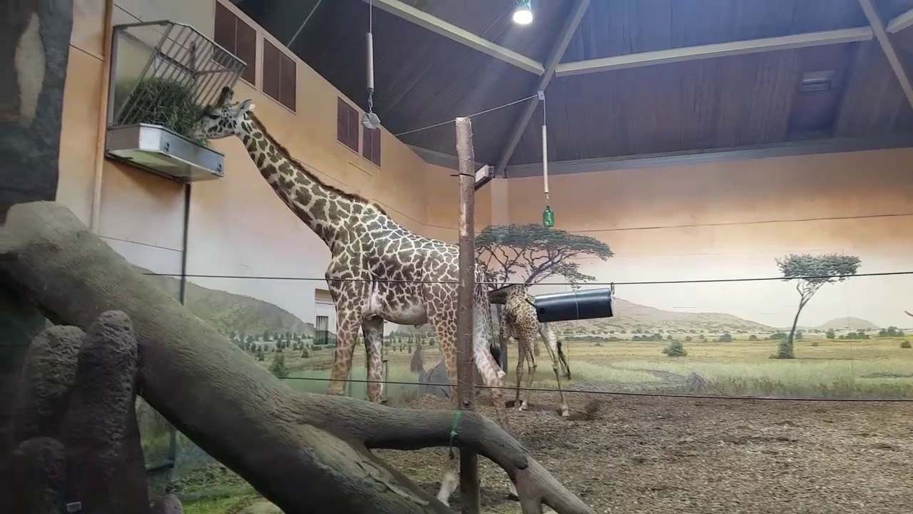 Giraffes 