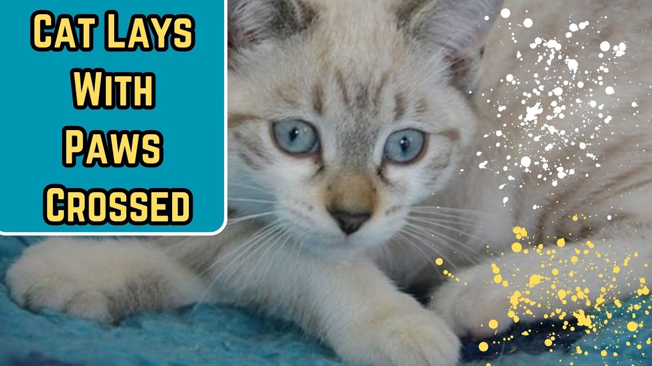 Why Do Cats Cross Their Paws YouTube Why Do Cats Cross Their Paws YouTube
