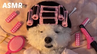 A puppy getting a perm at a hair salon ASMR🐶