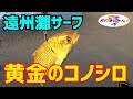 黄金のコノシロ　遠州灘サーフ