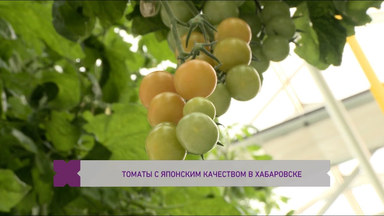 Японские помидоры, 100 лучших товаров России - YouTube