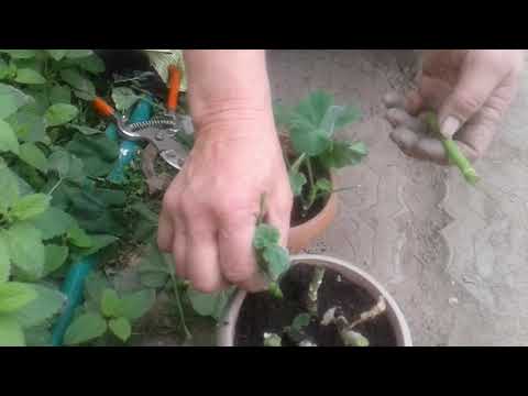 Video: Ампелоздуу альттын көчөттөрүн кантип өстүрүү керек
