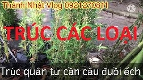 Trúc quân tử đùi ếch cần câu