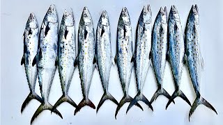 How To Catch, Clean, Cook & Properly Store *SPANISH MACKEREL* (Grade A Sushi)