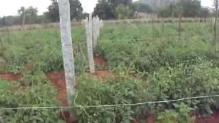AGRICULTURE IN INDIA INNOVATIVE TOMATO CULTIVATION TRELLIS