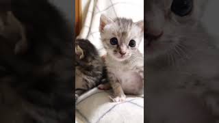 ひっくり返っちゃった子猫さん💦【赤ちゃん猫　保護猫】 #gatto #好きな子猫 #cat #kitten #cute #子ネコ #猫のいる暮らし #meow #エウレカねこ部 #kitty