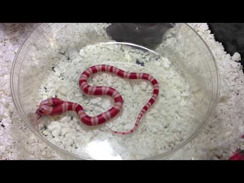 [Video] Two Going Snake Giving.