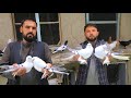               most famous pigeons kabul