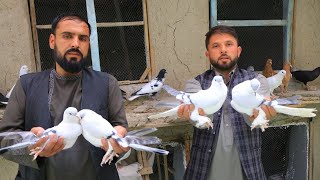 فروش کفتر دوچپ ۱۰۰،۰۰۰ هزار افغانی | کفتر پانزده ساله جمشید چهار آسیاب | Most Famous pigeons Kabul