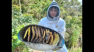 Rescate de abejas Don Matías