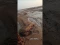 مام شێر لەکاتی زەوی کێڵان  