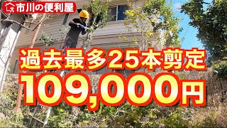 【庭木本剪定】過去最多剪定&伐採作業日109000円梅,桜,柿,椿,月桂樹,ヤツデ,ナンテンetc.市川市の便利屋お問い合わせ先はichikawanobenriya@gmail.com